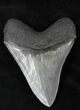 Serrated Megalodon Tooth - Georgia #21879-2